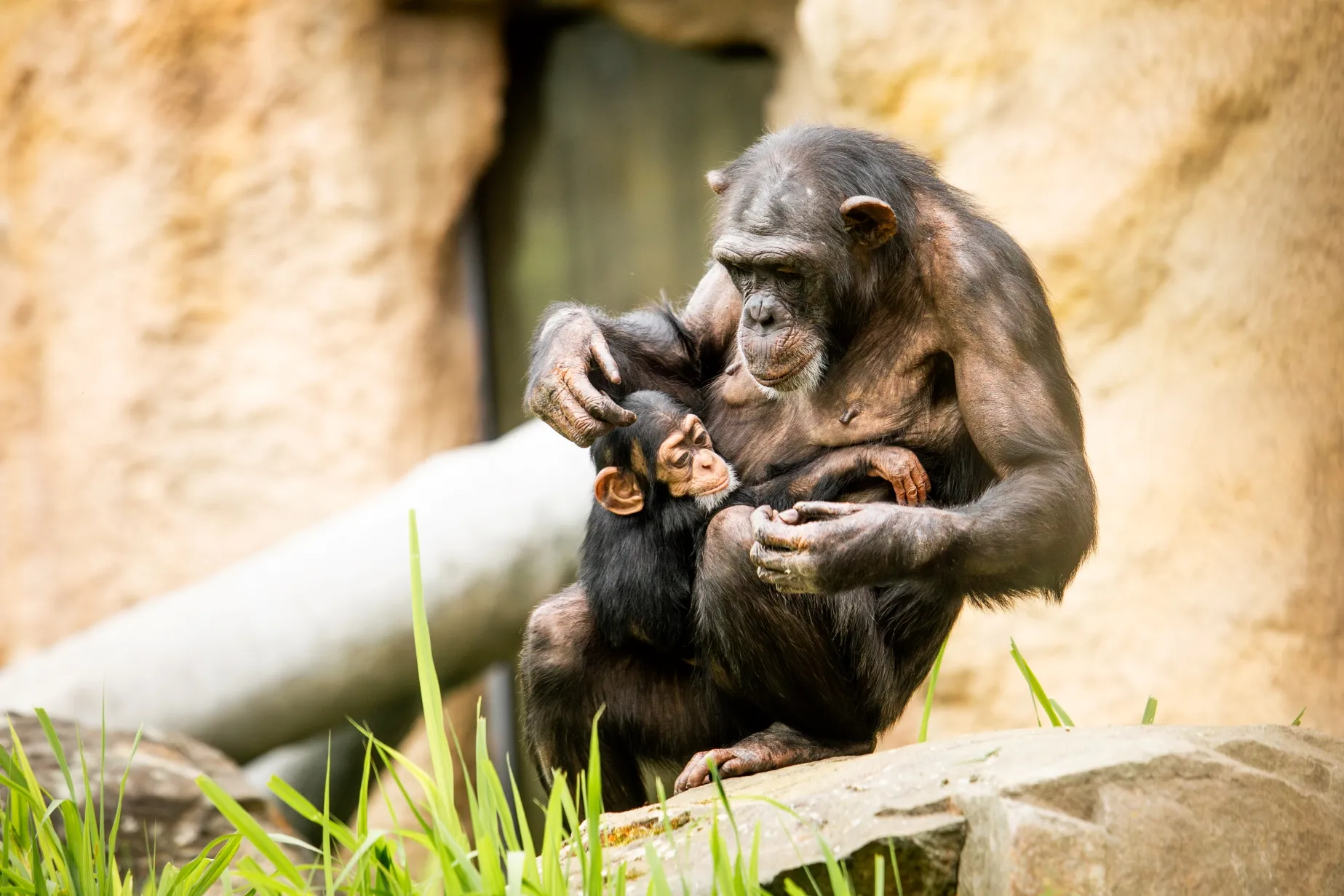 Skautská neděle v Zoo Ostrava