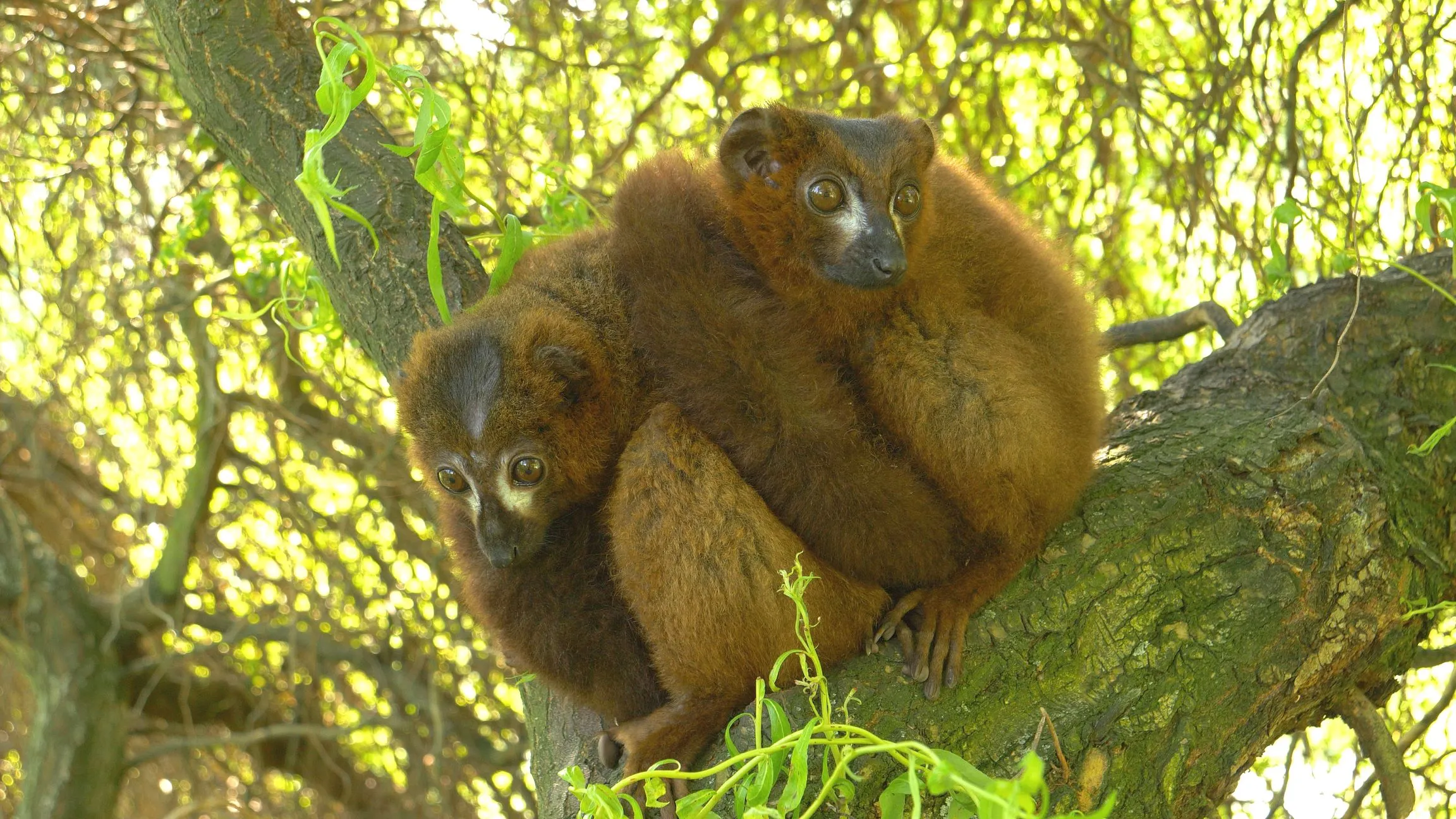 Prázdniny v Zoo Ostrava: Prodloužená otvírací doba a rozšíření komentovaných setkání