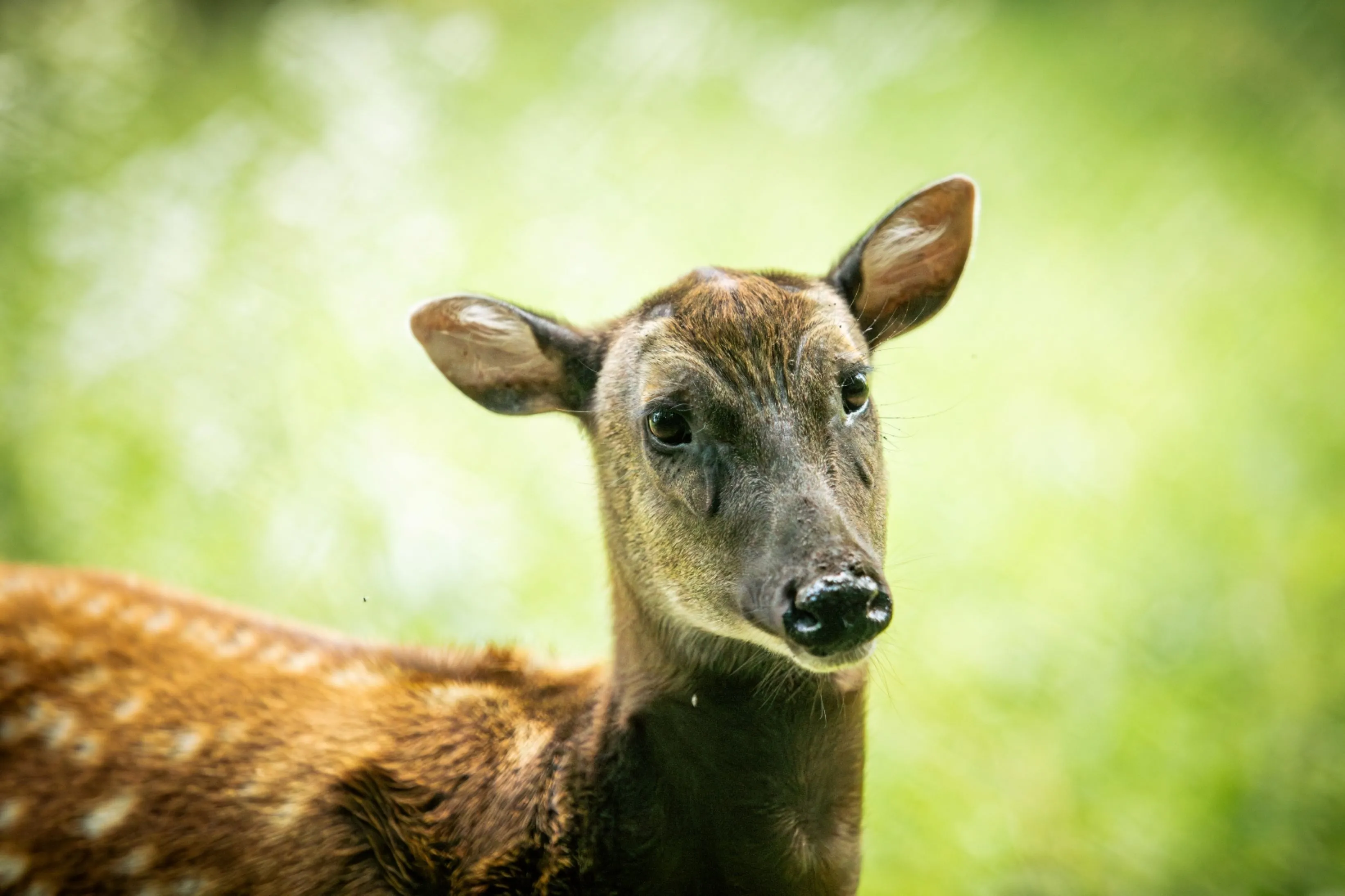 Nový druh jelena v Zoo Ostrava – vzácný sambar skvrnitý, endemit z Filipín