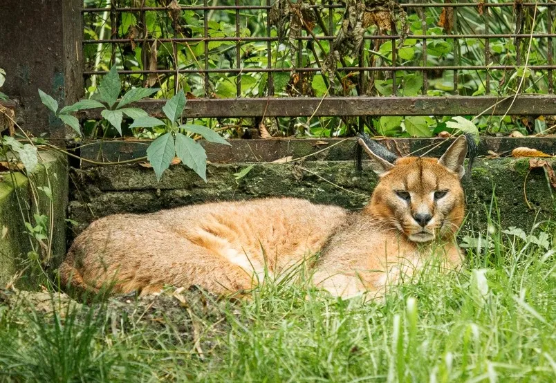 Do Ostravy se vrátil karakal. Zoo obnovuje chov této malé kočky.
