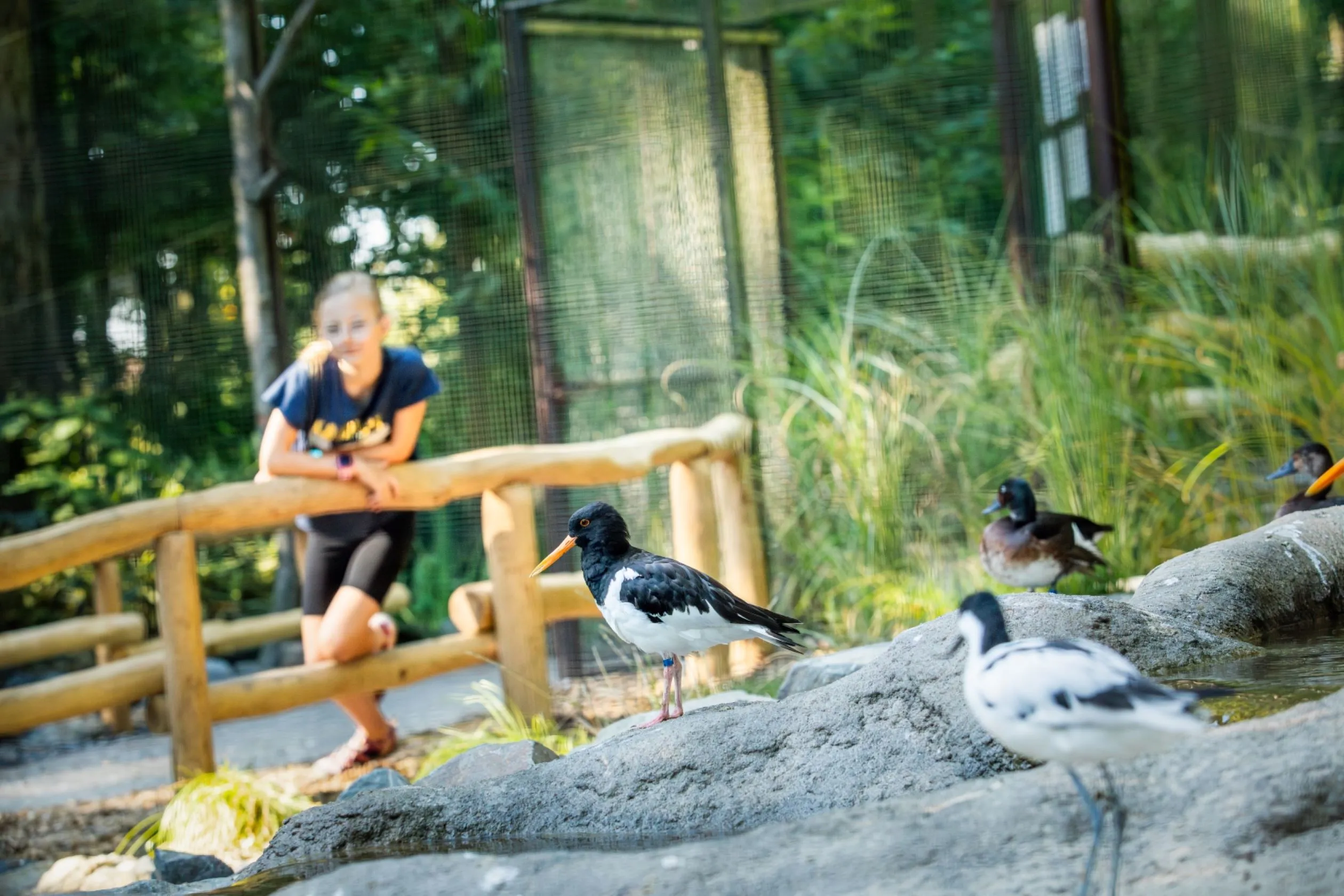 Voliéry ptáků Tibetu a Číny v Zoo Ostrava: Procházka z vrcholků velehor až do nížin