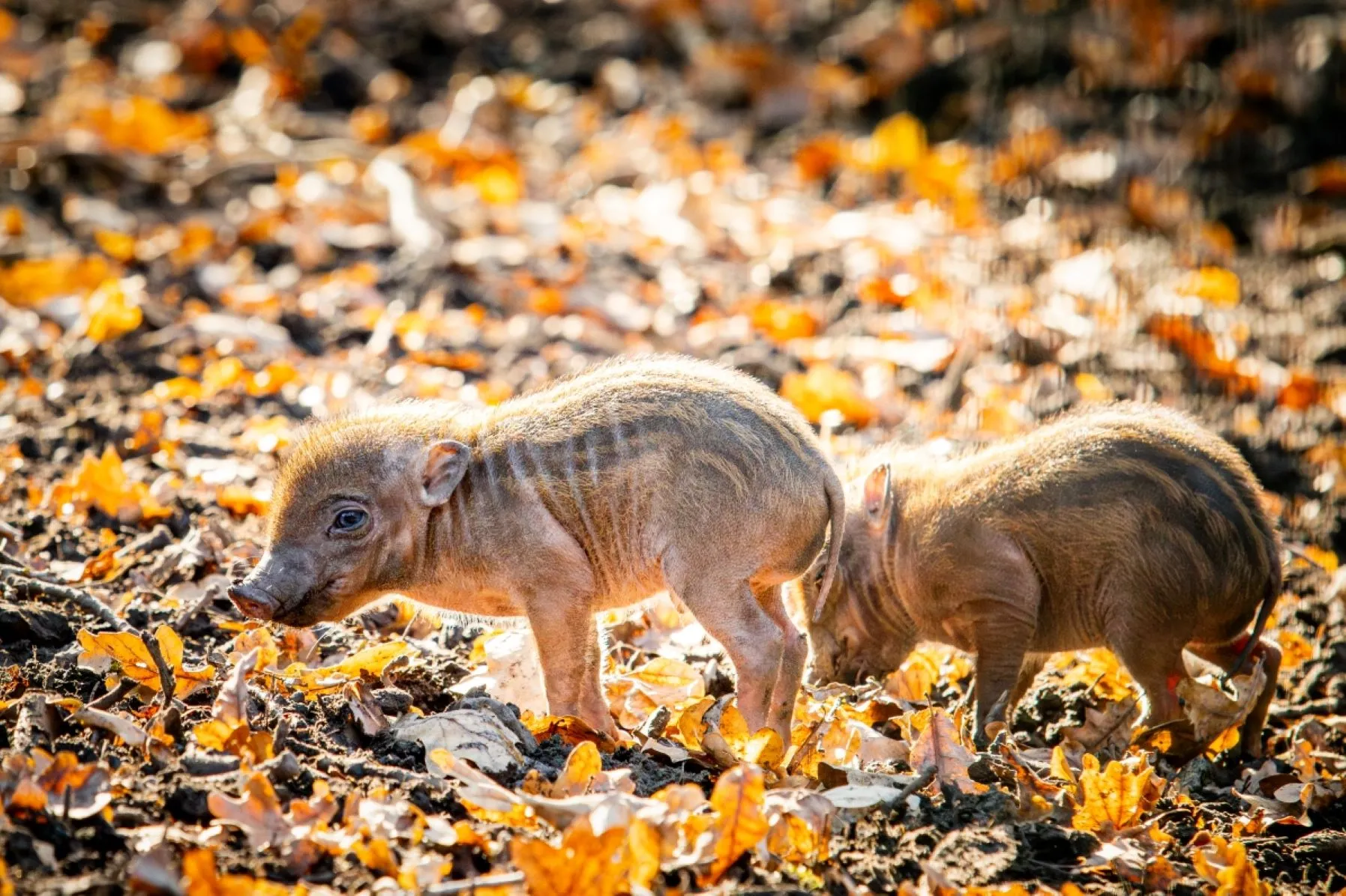 Mláďata kriticky ohrožených prasat z Filipín v Zoo Ostrava