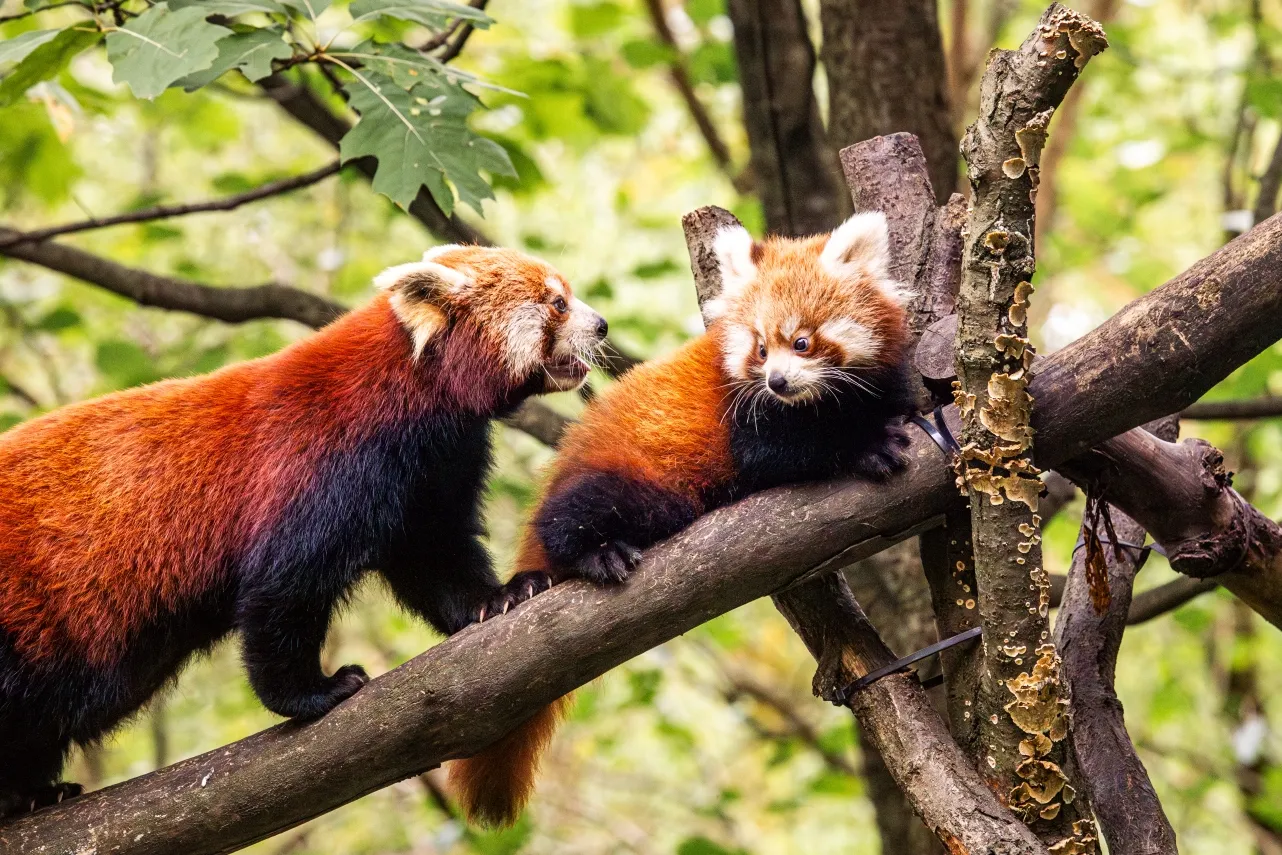 Pandí dvojčata v Zoo Ostrava už objevují venkovní výběh
