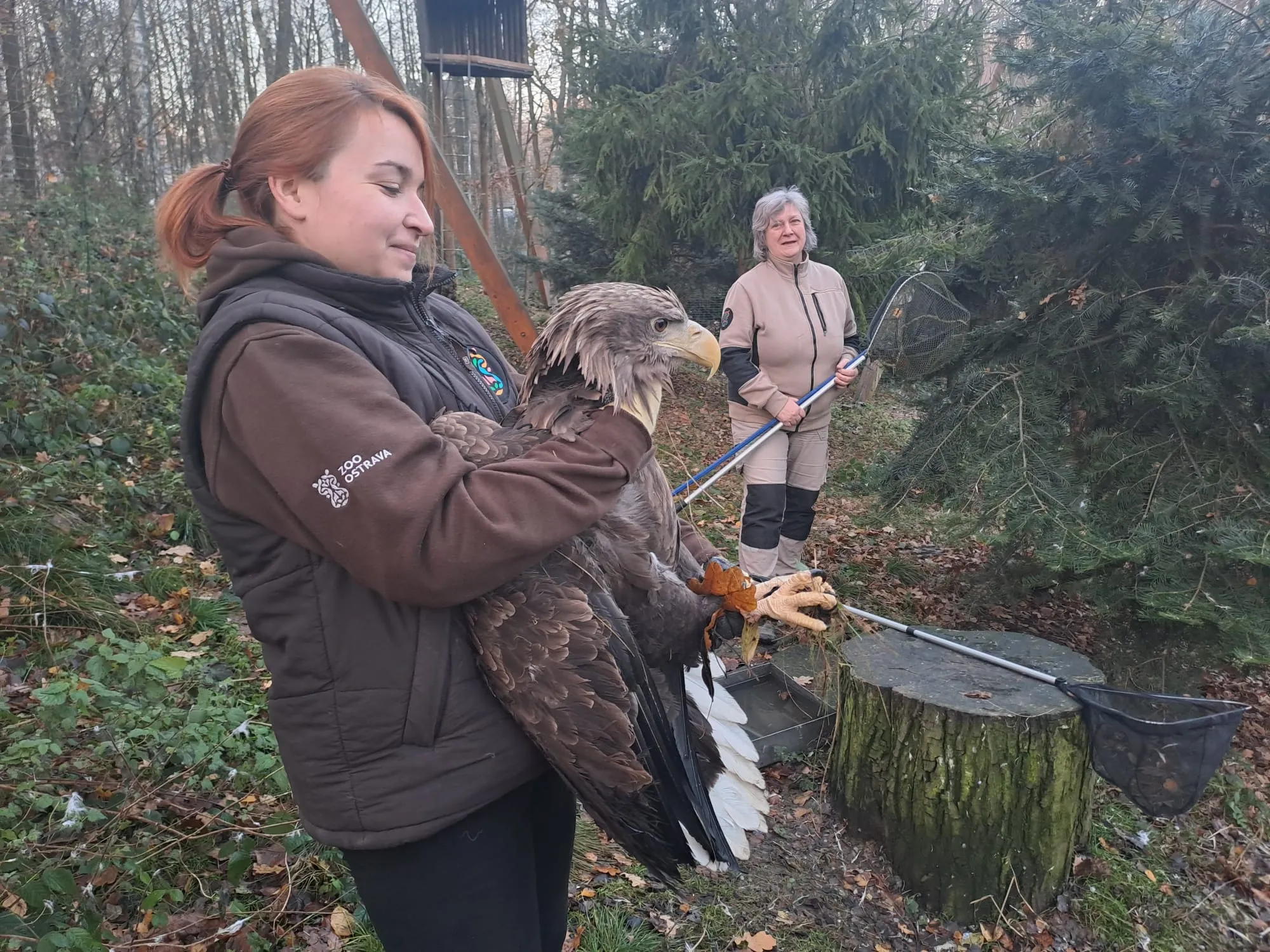Zoo Ostrava pomůže s posílením divoké populace orla mořského ve Francii
