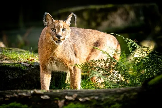 Od listopadu levněji do Zoo Ostrava