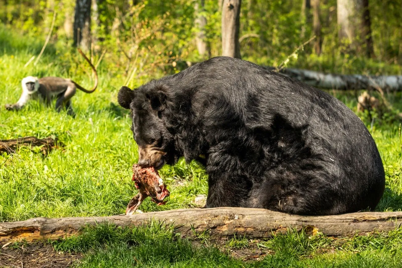 Medvěd z Konopiště se zabydluje v Zoo Ostrava