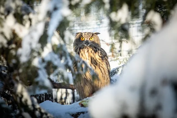 Návštěvníci objevují kouzlo zimní ZOO Ostrava
