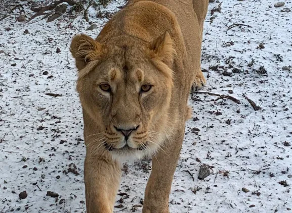 Do Zoo Ostrava dorazila nová samice lva indického