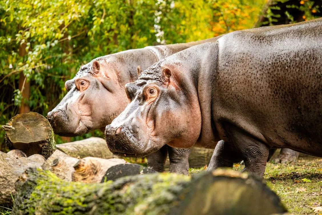 V Zoo Ostrava proběhlo spojení hrochů