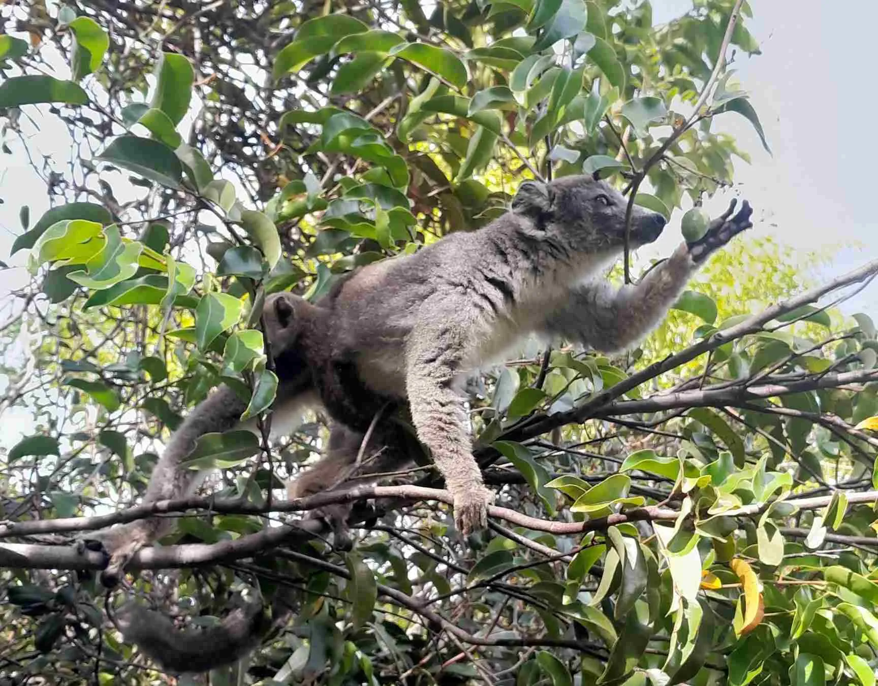 Pozvánka na přednášku v Zoo Ostrava: Za lemury na Madagaskar, i do Ostravy