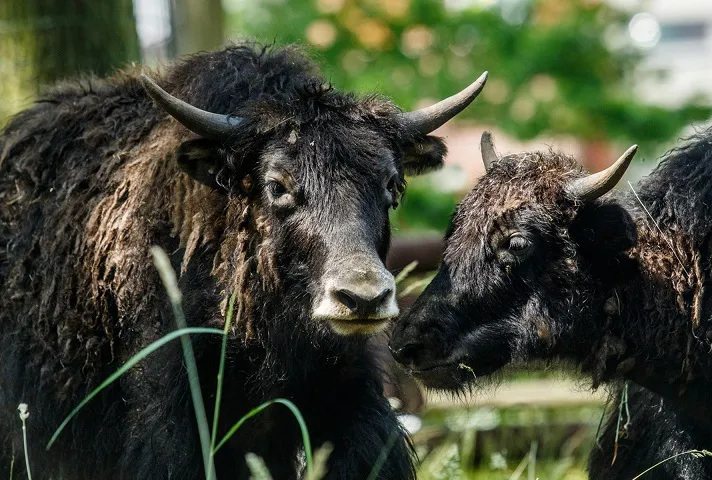 V Zoo Ostrava se dnes bude slavit den dětí, otevře i nová expozice