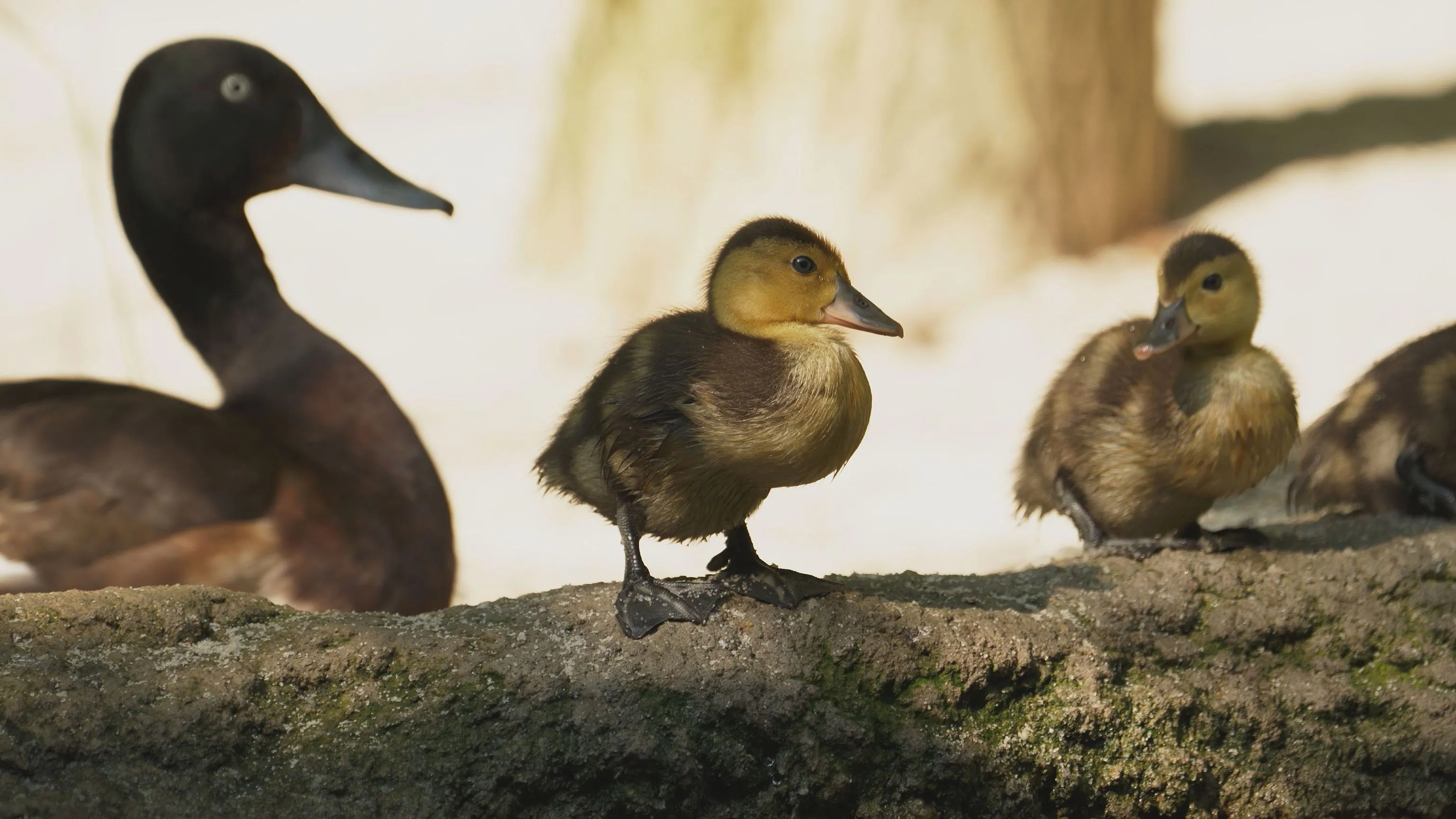 V Zoo Ostrava se rozmnožili kriticky ohrožení poláci východní