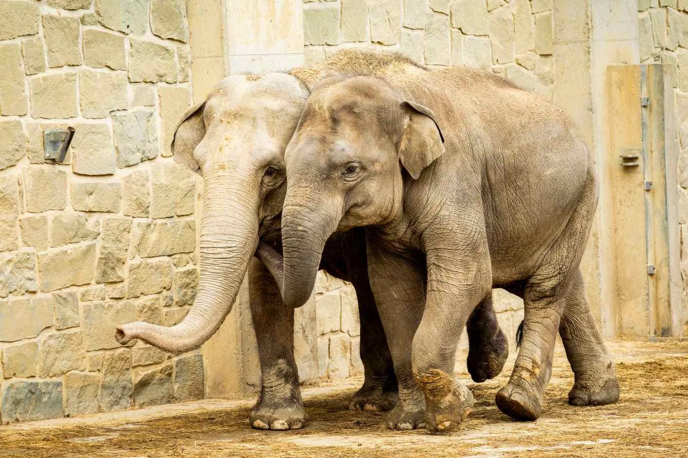 Mladý samec slona ze Zoo Ostrava se připravuje na transport do Francie