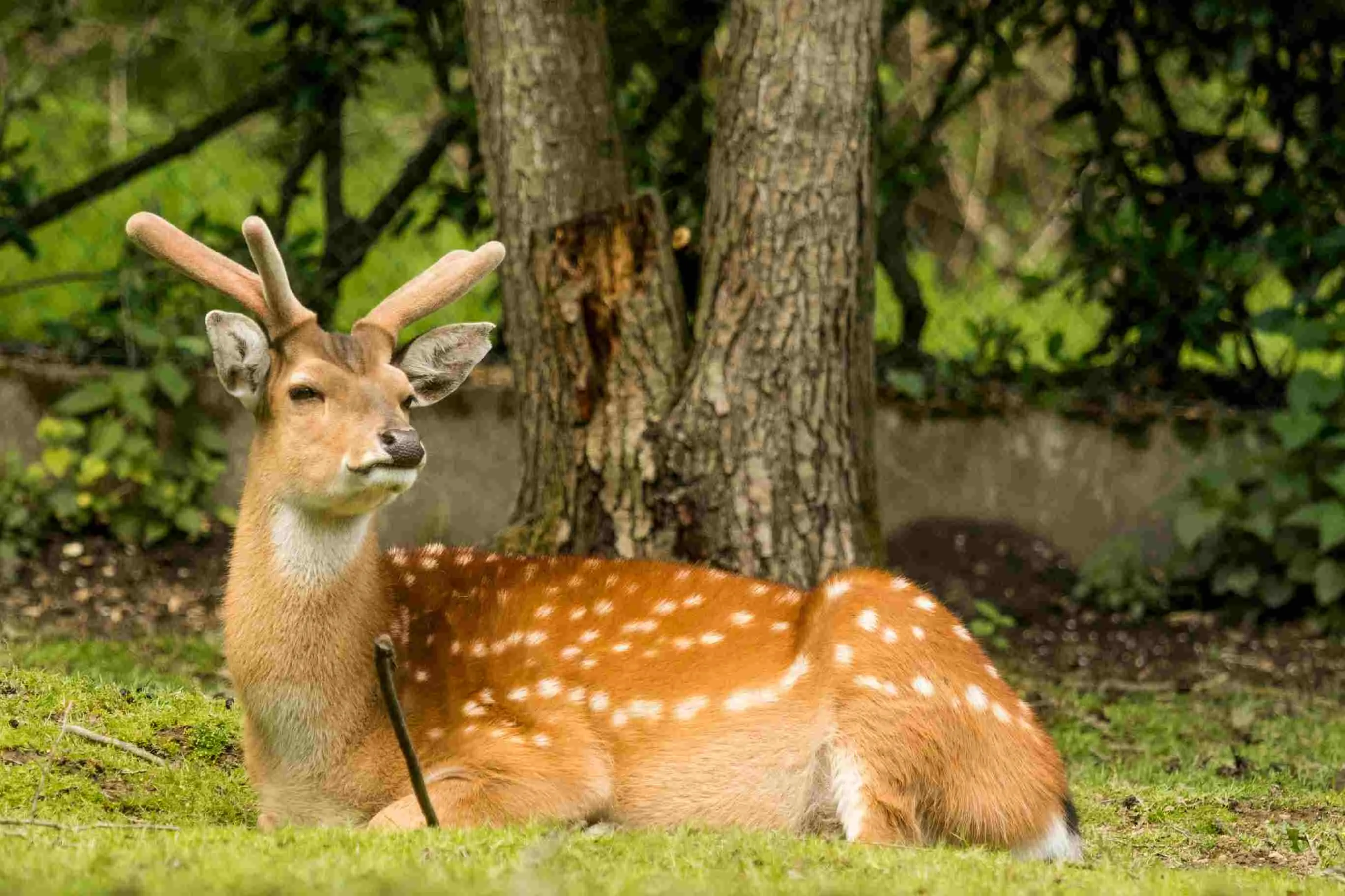 Den zvířat v Zoo Ostrava