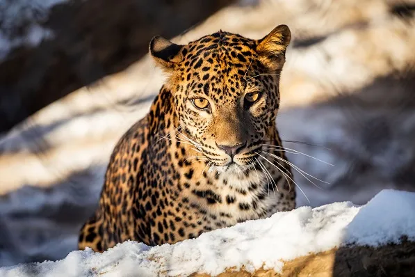 Objevte kouzlo zimní zoo
