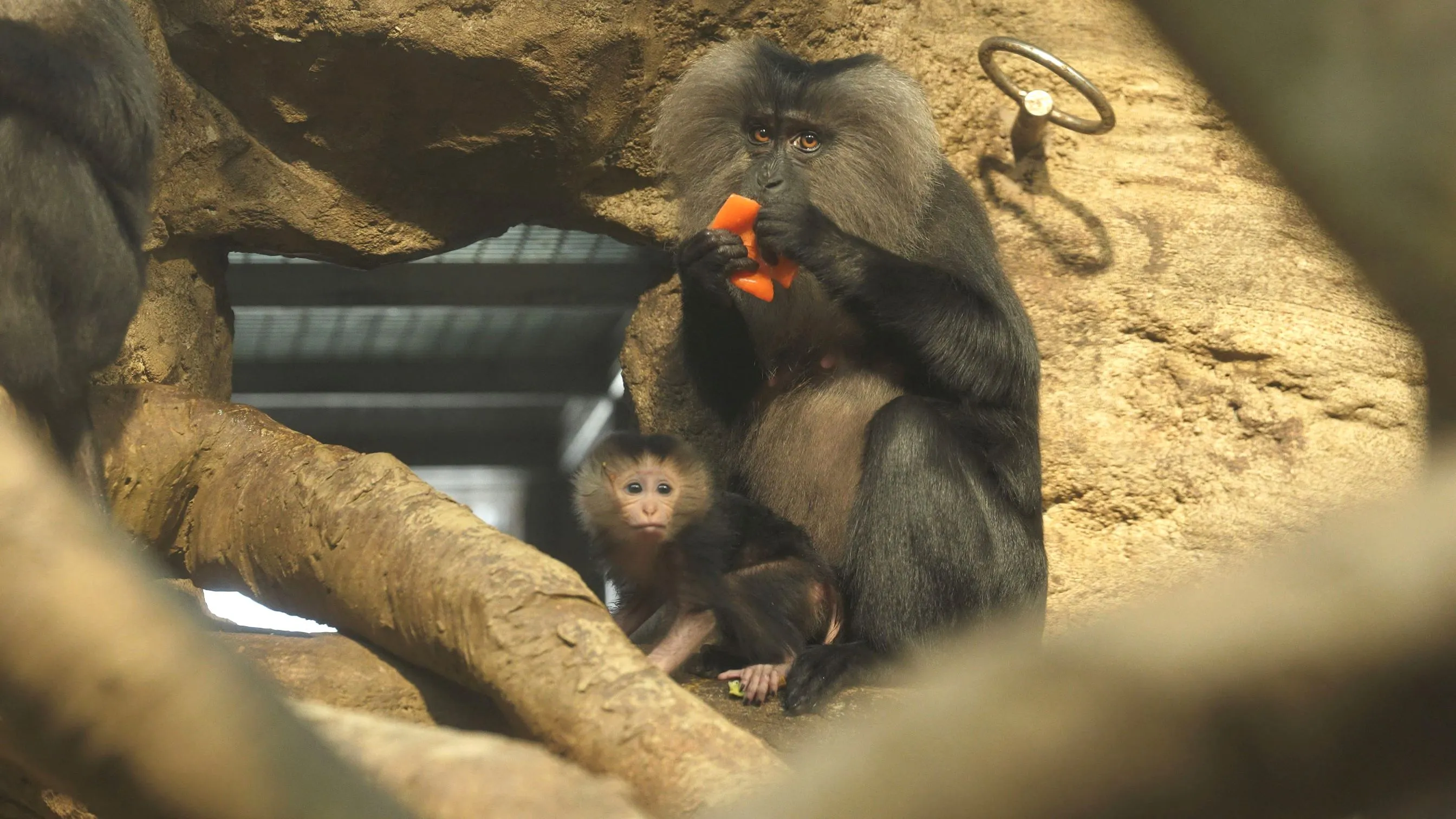 Dvě mláďata makaků, se narodila v ostravské zoo. V přírodě jsou vážně ohrožení