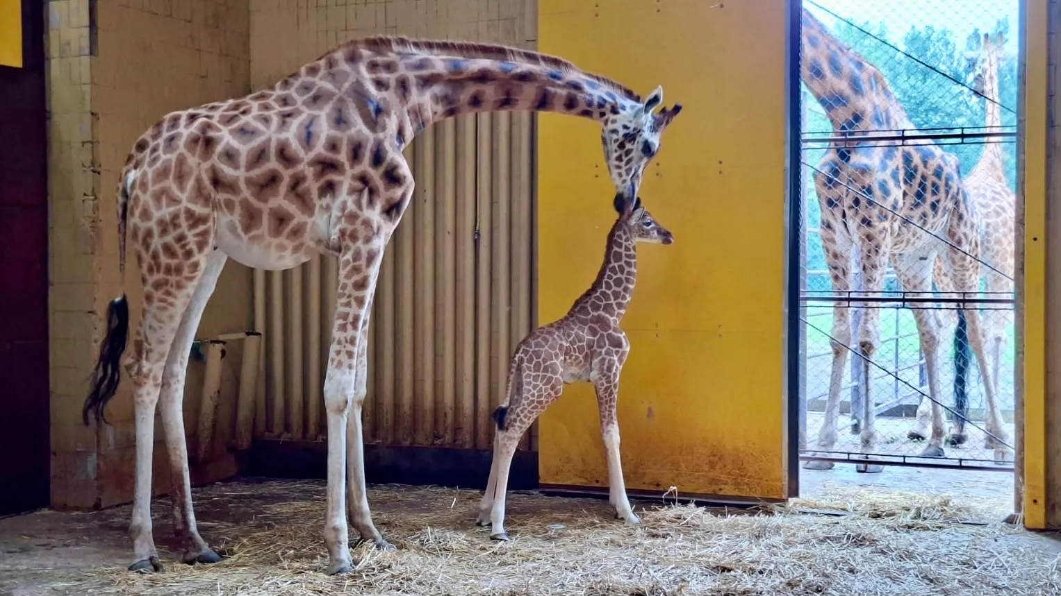 Po jedenácti letech se v Zoo Ostrava narodilo mládě žirafy