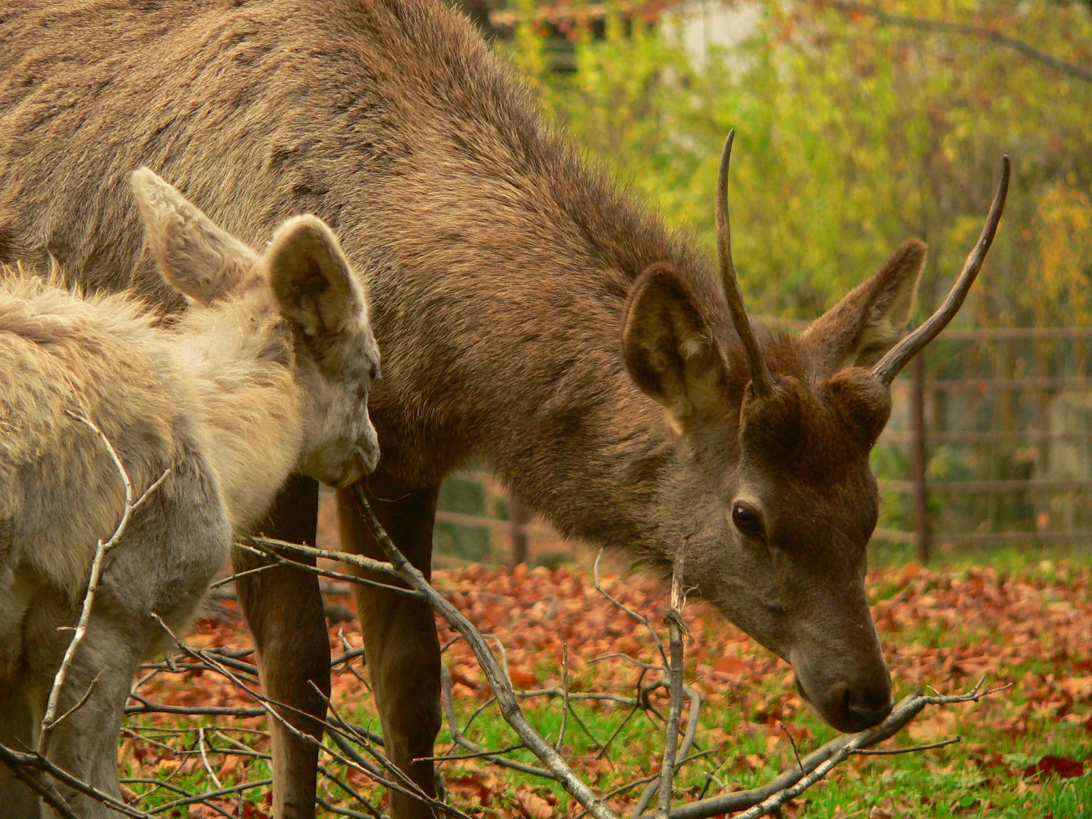 Foto: Wapiti sibiřský. Autor: M. Vlčková