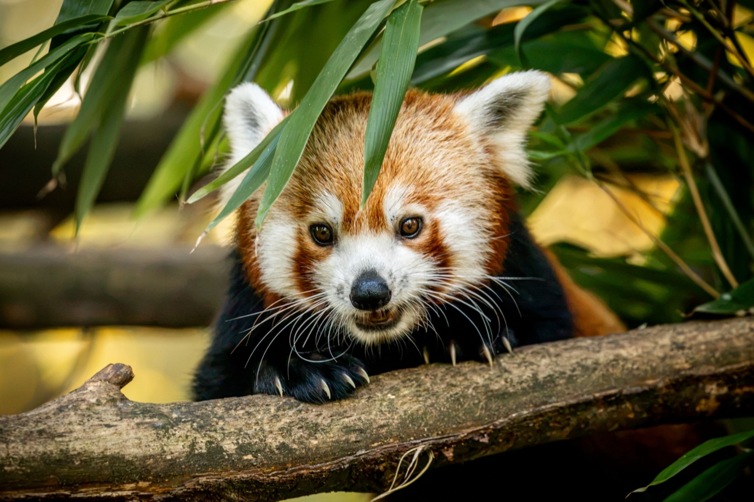 Foto: ZOO Ostrava. Autor: Monika Vlčková 