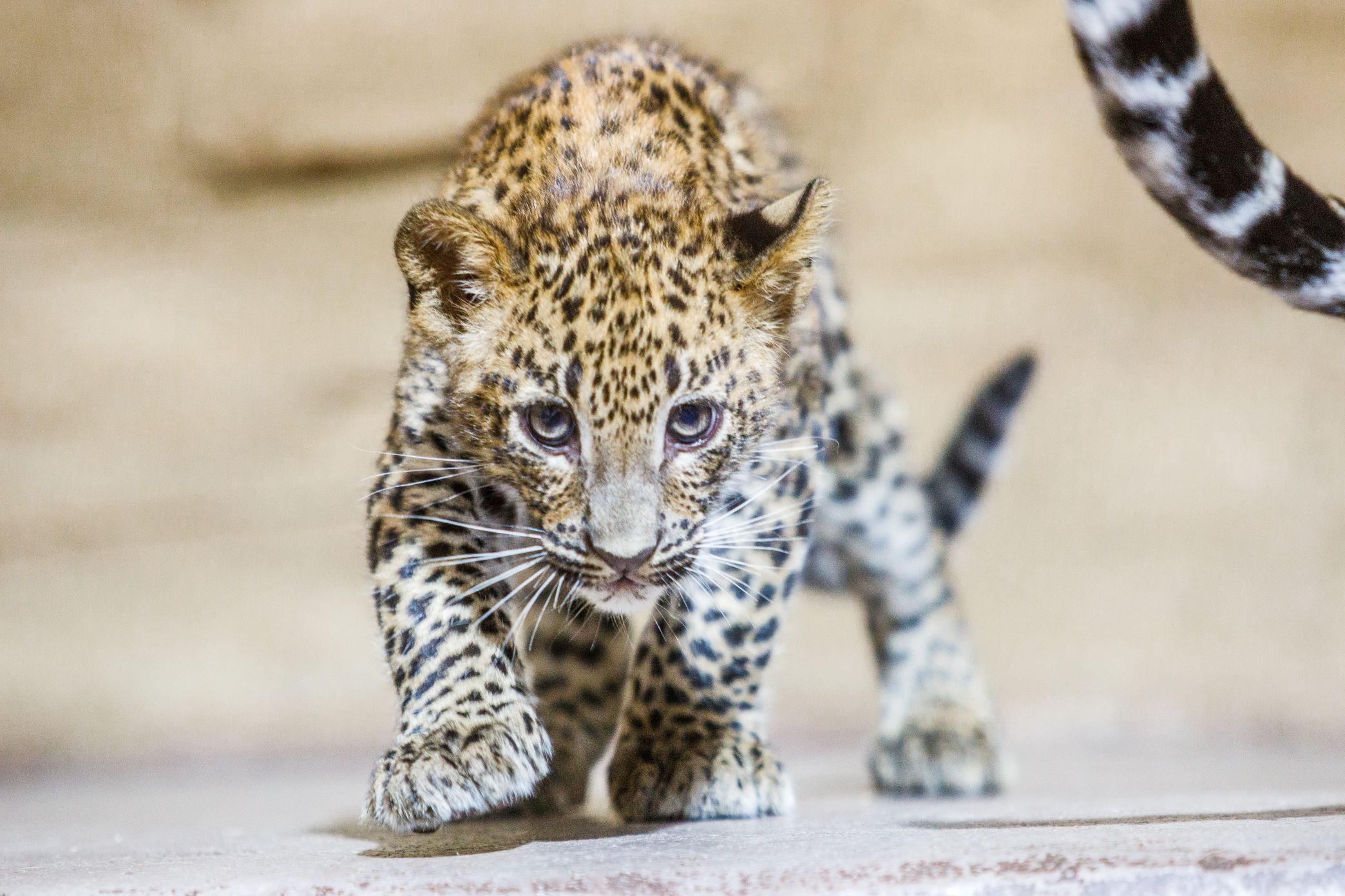 Zoo Ostrava apeluje na neukázněné návštěvníky: Nezabíjejte naše zvířata!